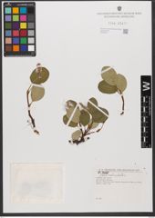Foto von Salix reticulata L.